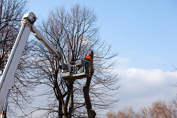 How Our Tree Care Process Works  in  Crandon Lakes, NJ